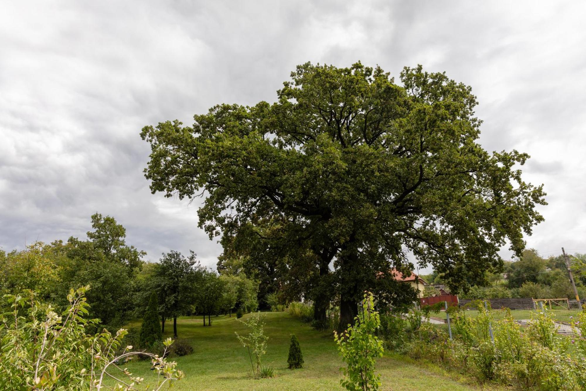 Pensiunea Trei Stejari Slimnic Exteriör bild